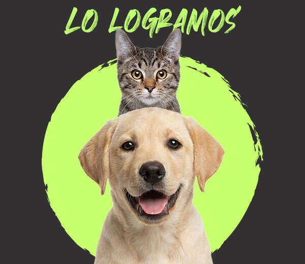 PASO HISTÓRICO PROHIBIR LA EXHIBICIÓN FÍSICA DE ANIMALES EN VENTA: CHUCHO SESMA