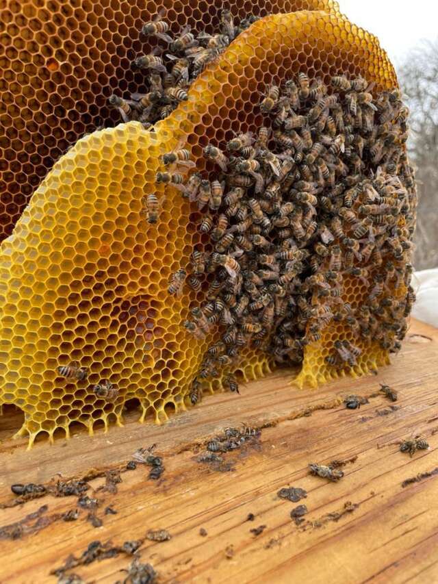 PVEM LAMENTA LAS AFECTACIONES A LA CIUDADANÍA QUE OCASIONÓ UN ENJAMBRE DE ABEJAS EN LA ALCALDÍA COYOACÁN PVEM LAMENTA LAS AFECTACIONES A LA CIUDADANÍA QUE OCASIONÓ UN ENJAMBRE DE ABEJAS EN LA ALCALDÍA COYOACÁN