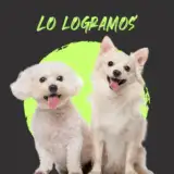 PARTIDO VERDE LOGRA APROBACIÓN PARA COMBATIR LA VENTA ILEGAL DE ANIMALES EN REDES SOCIALES
