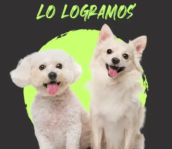 Partido Verde logra aprobación para combatir la venta ilegal de animales en redes sociales