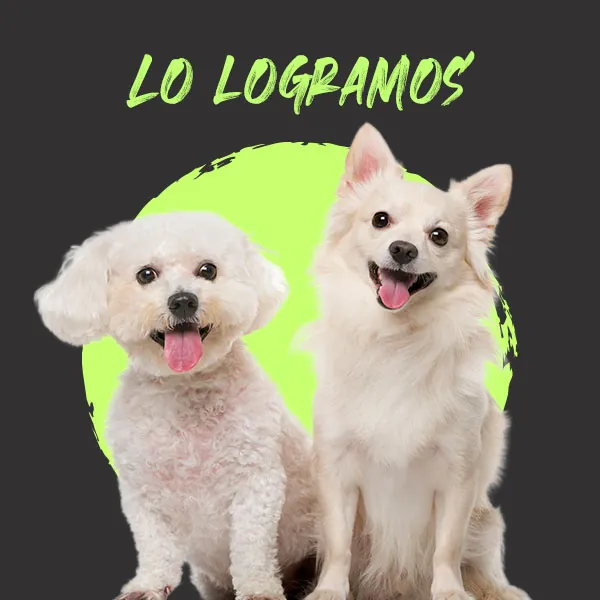 PARTIDO VERDE LOGRA APROBACIÓN PARA COMBATIR LA VENTA ILEGAL DE ANIMALES EN REDES SOCIALES